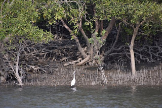 sundari tree https://sundarban-delta-in-hindi.blogspot.com/2019/07/the-features-of-sundarban-delta-in-hindi.html