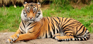Tigers of Sundarban https://sundarban-delta-in-hindi.blogspot.com/